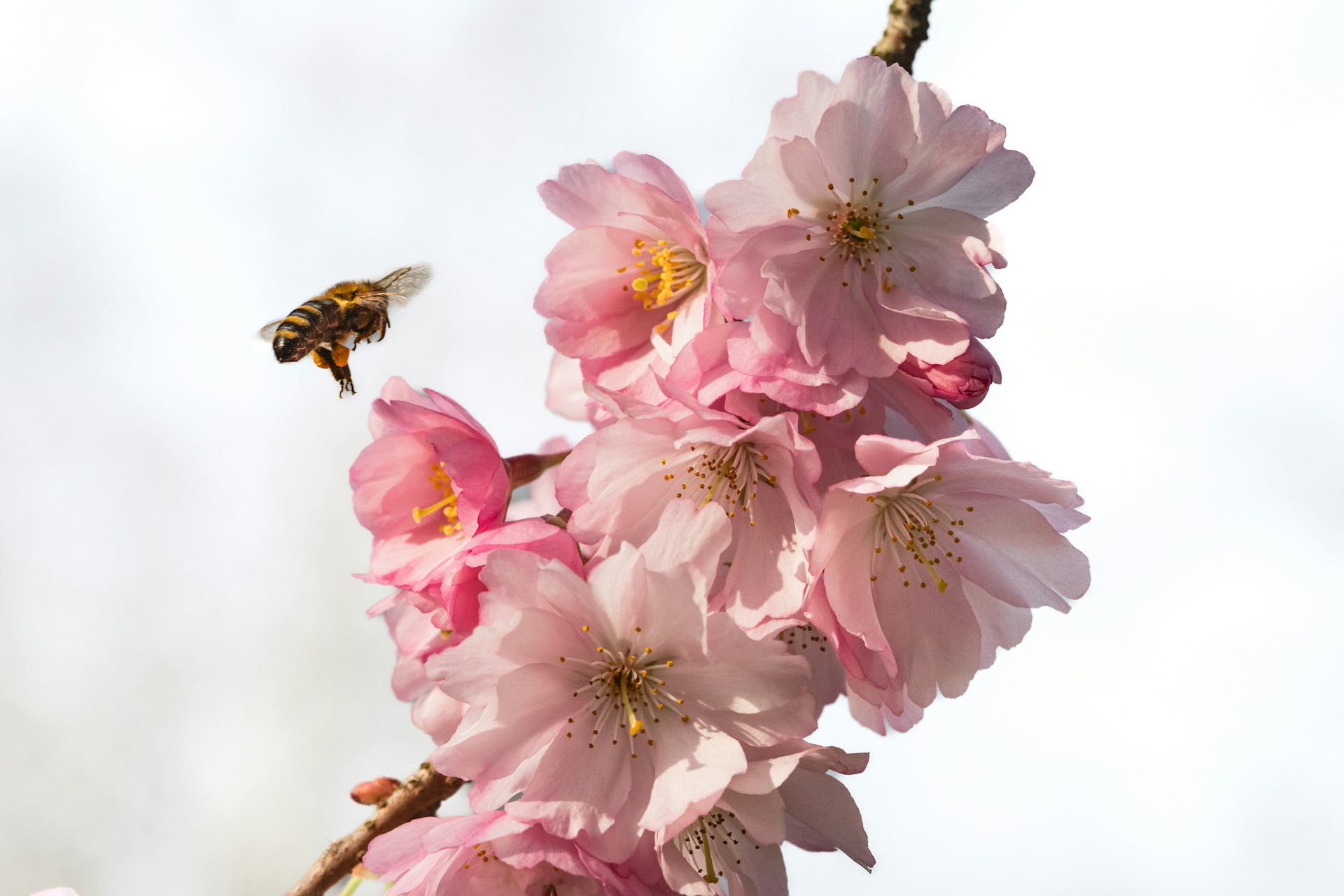 A bee flies toward cherry blossoms.